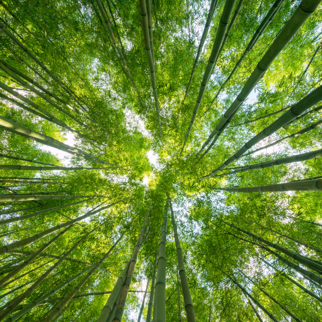 Forêt Gregory Jousseaume